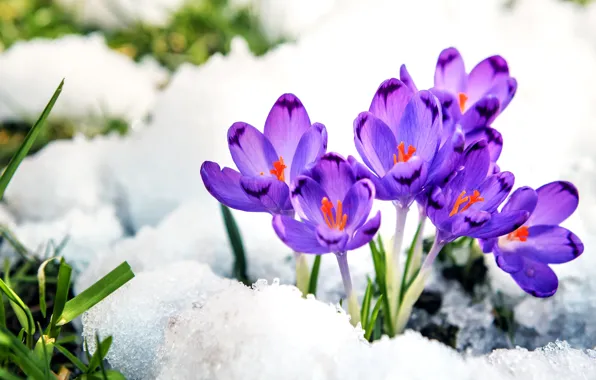 Picture purple, snow, spring, crocuses