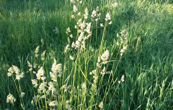 Greens, summer, meadow, grass, Sunny day, June