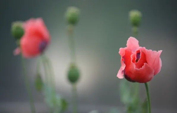 Picture nature, Mac, petals