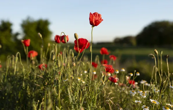Summer, flowers, Maki, poppy field