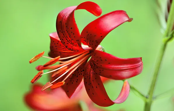 Picture macro, petals, Tiger Lily
