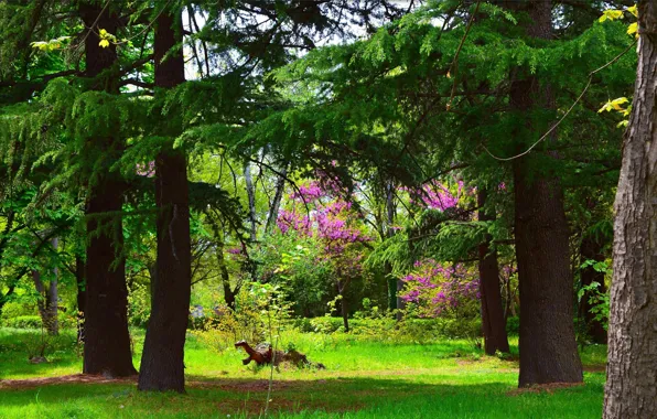 Picture Nature, Spring, Park, Nature, Park, Spring, Colors, Trees