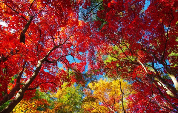 Picture autumn, the sky, leaves, trees, crown, the crimson