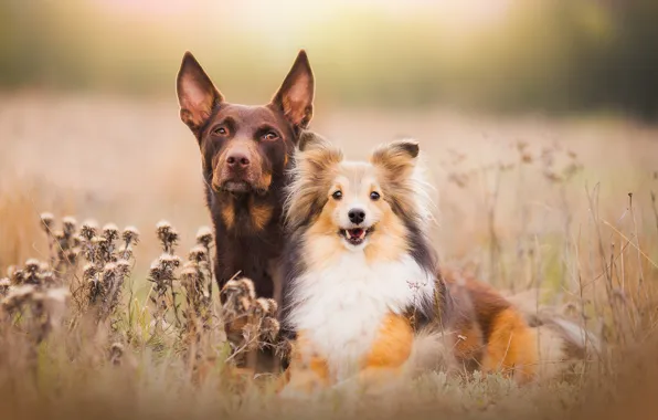 Field, dogs, light, nature, pair, puppy, Wallpaper from lolita777, boys