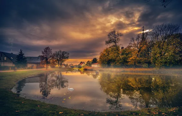 Autumn, lake, Swan