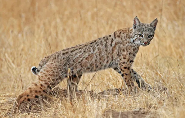 Picture grass, look, nature, pose, background, walk, lynx, wild cat