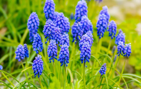 Greens, flowers, spring, garden, flowerbed, blue, inflorescence, lilac