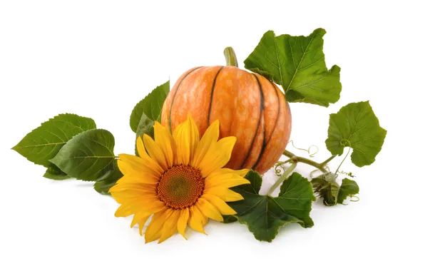 Picture leaves, sunflower, pumpkin, light background