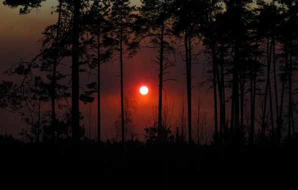 Trees, sunset, night, twilight