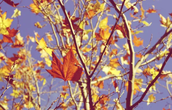 Autumn, the sky, leaves, branches, maple