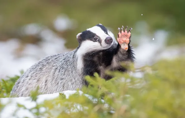 Winter, snow, pose, foot, badger