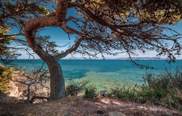 Picture sea, trees, branches, shore, pine