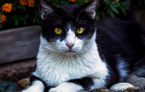 Cat, cat, look, pose, face