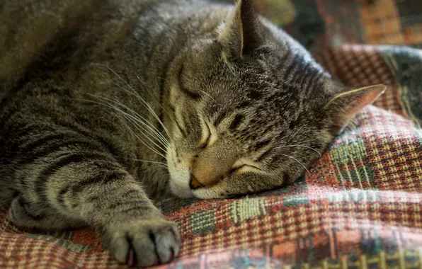 Cat, cat, pose, grey, sleep, blanket, sleeping, bed