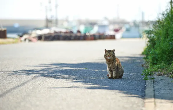 Cat, the city, street