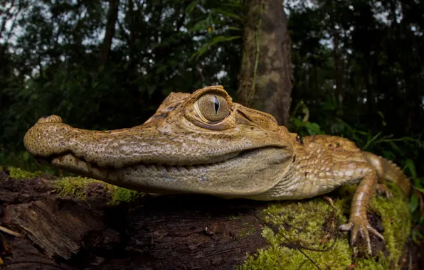 Nature, background, crocodile