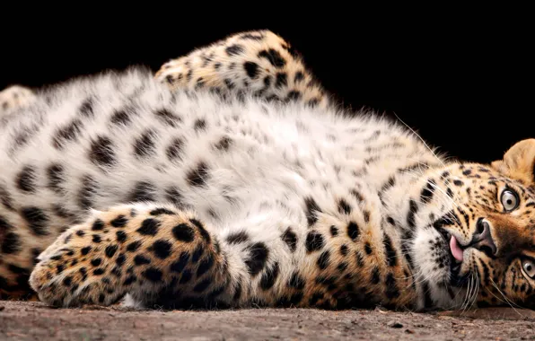 Picture leopard, pussy, abdomen