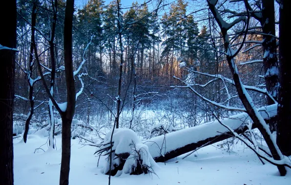 Winter, forest, snow, root, pine, the bushes, winter forest, fallen tree
