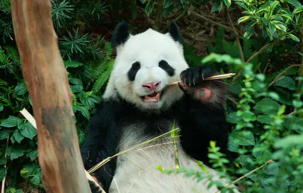 Leaves, branch, bear, Panda, closed eyes, meal