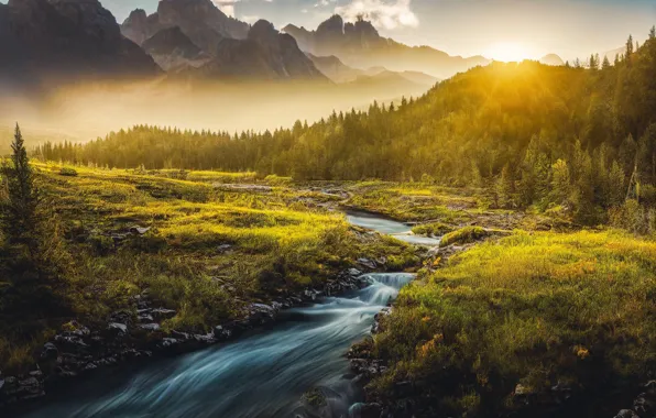 Picture forest, trees, nature, fog, hills, stream