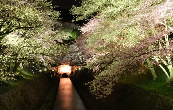 Trees, night, Sakura, backlight, channel, blooming