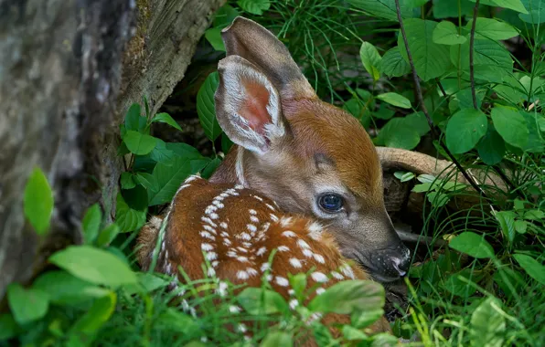 Picture nature, deer, fawn