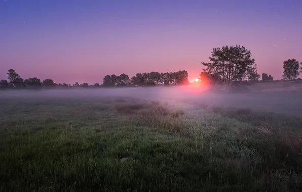 Field, grass, nature, fog, dawn, morning