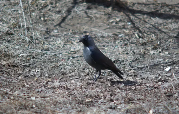Picture bird, black, focus, Rook, looking for worms, withered grass