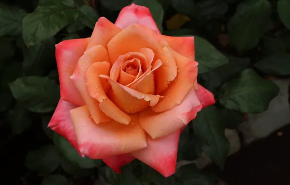 Macro, bright, roses, petals, buds