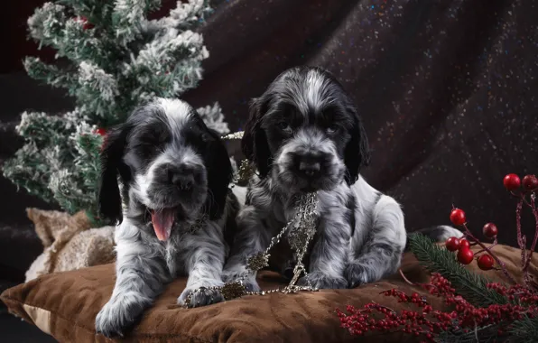 Holiday, tree, puppies, Spaniel, spotted