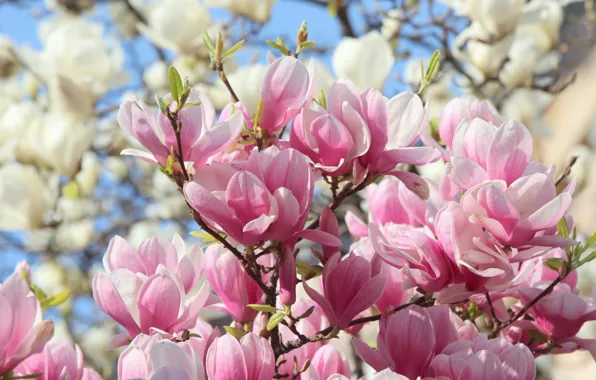 White, pink, spring, Magnolia