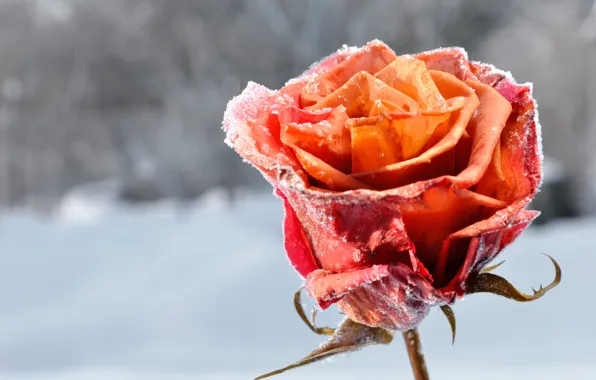 Winter, frost, snow, red, background, roses, petals, buds