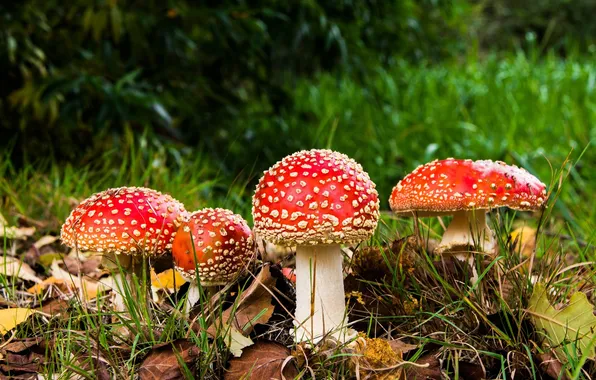 Picture forest, mushroom, mushroom, hat, leg