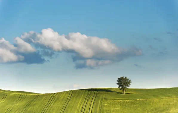 Picture the sky, clouds, tree, field, spring, carpets