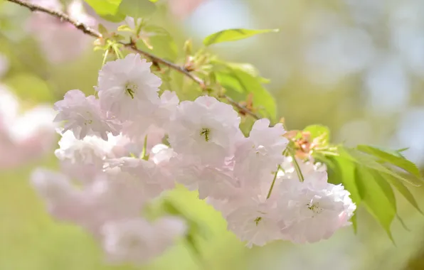 Cherry, tenderness, branch, Sakura