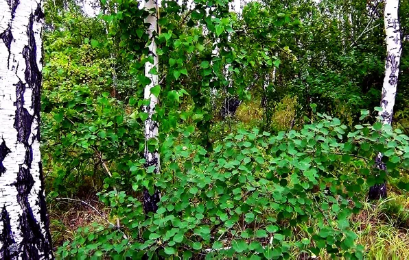 Forest, summer, glade, Siberia, Birch