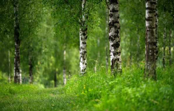 Picture greens, summer, birch
