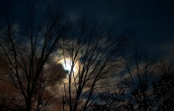 Trees, night, the moon