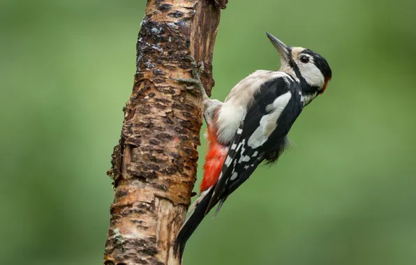 Background, tree, bird, woodpecker