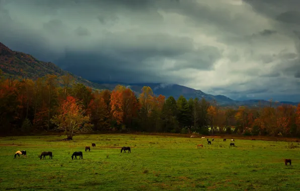 Picture autumn, mountains, horse, horse, pasture, the herd