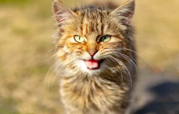 Picture road, language, cat, cat, look, face, light, background