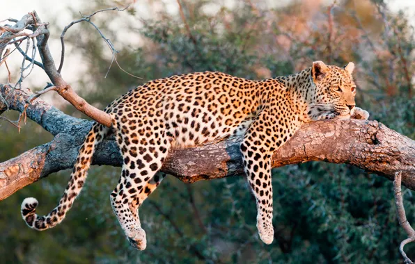 The sun, nature, predator, leopard, lies, on the tree