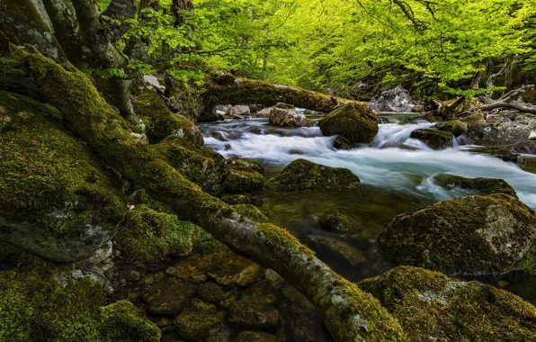 Greens, forest, branches, river, stones, rocks, for, foliage
