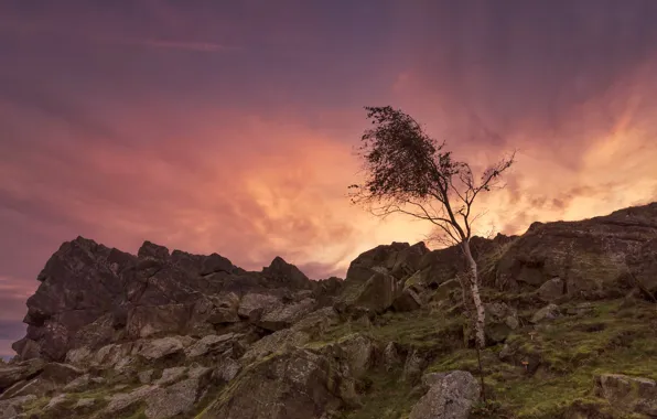 Stones, tree, rocks, England, glow, Leicestershire