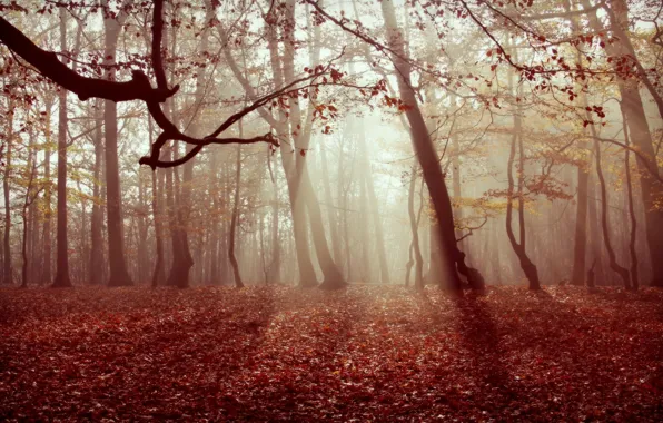 Picture autumn, forest, leaves, nature, fog