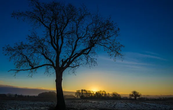 Picture field, trees, dawn, England, Bedfordshire