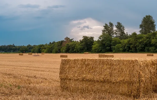 Field, the sky, clouds, hay, bale, bales, straw, the forest