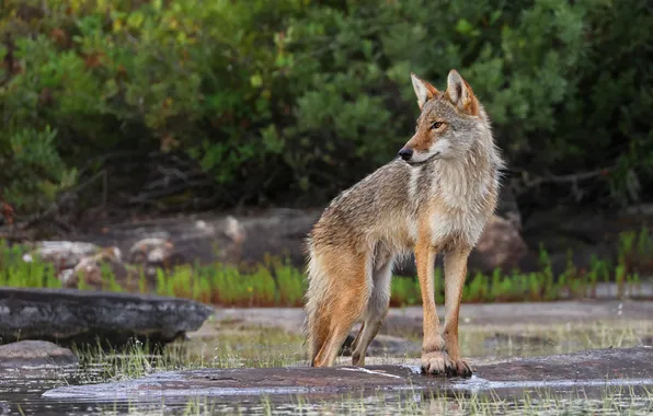 Nature, shore, wolf, pond, coyote