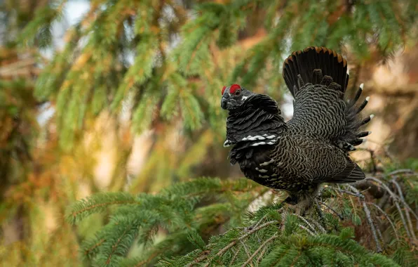 Picture forest, branches, bird, needles, bokeh, grouse