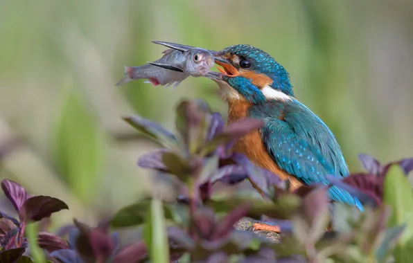 Picture leaves, nature, bird, fish, mining, Kingfisher